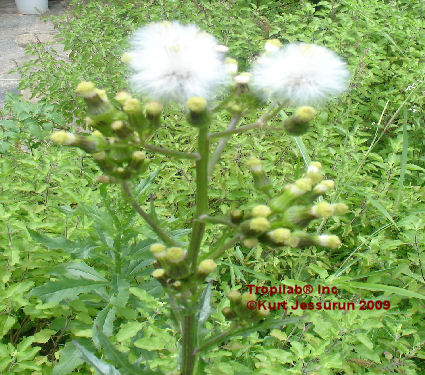 Epazote flowers